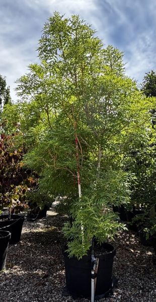 Fraxinus Excelsior ‘Aurea’ (Golden Ash)