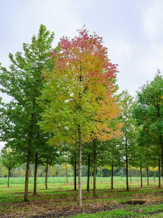 Fraxinus Pennsylvanica 'Cimmzam' (Cimmaron™ Green Ash)