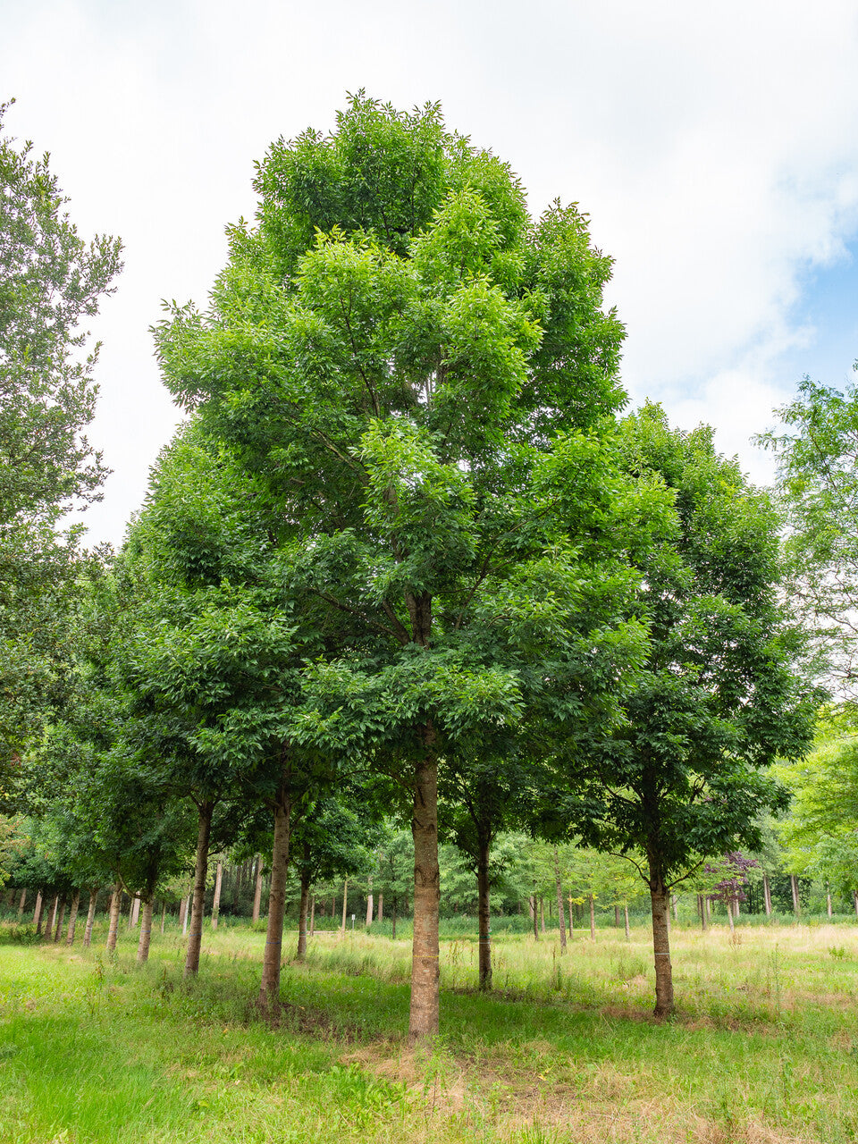 Fraxinus Pennsylvanica 'Cimmzam' (Cimmaron™ Green Ash)