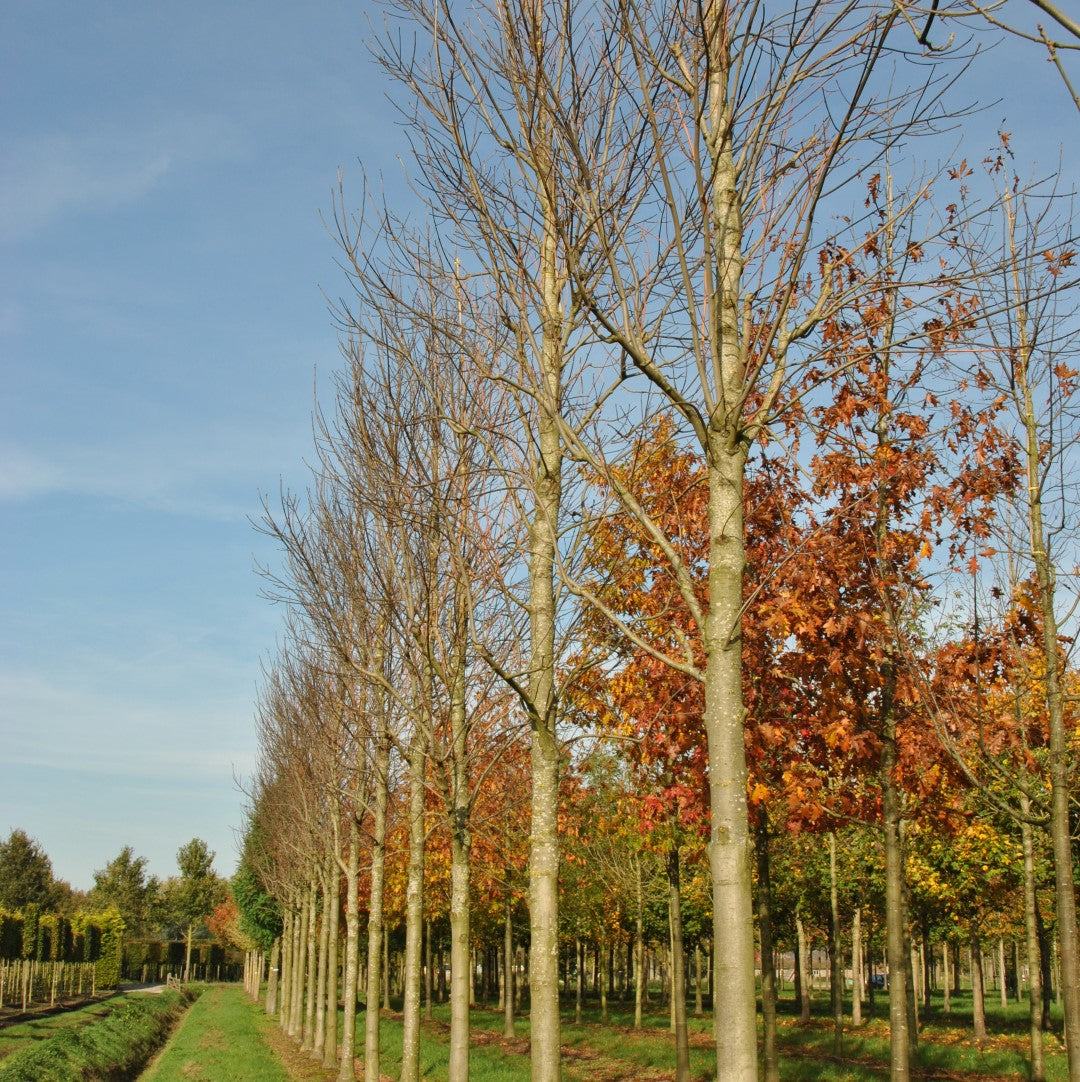 Fraxinus Pennsylvanica 'Cimmzam' (Cimmaron™ Green Ash)