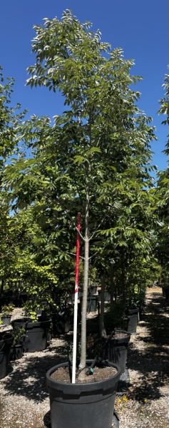 Fraxinus Pennsylvanica 'Urbanite' (Urbanite Ash)