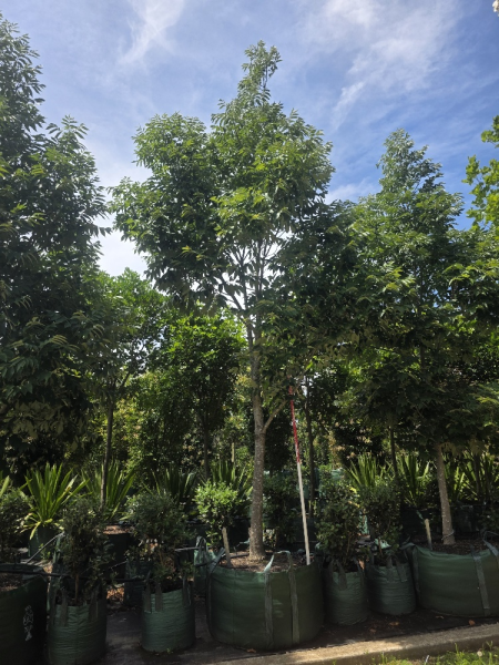 Fraxinus Pennsylvanica 'Urbanite' (Urbanite Ash)