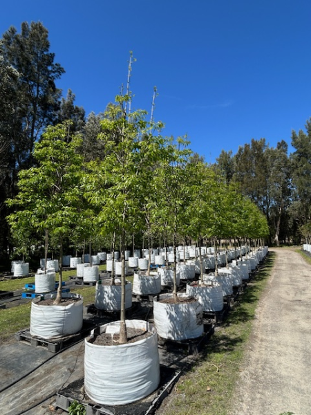 Fraxinus Pennsylvanica Cimmzam Cimmaron (Cimmaron Ash)