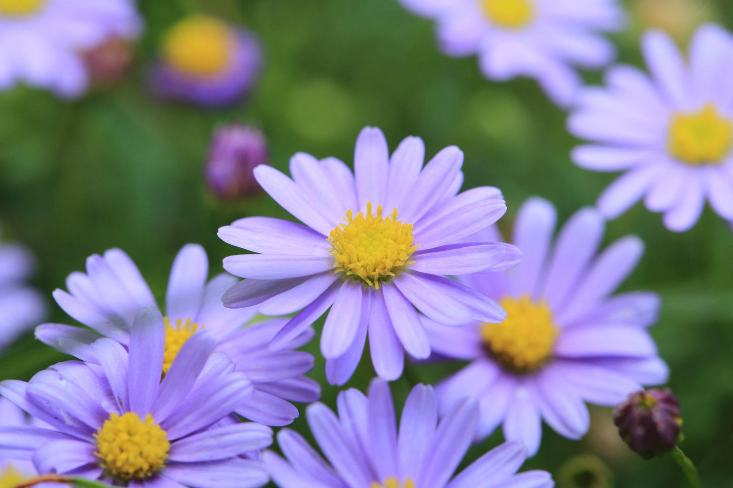 Brachyscome ‘Fresco Purple’ (Swan River Daisy)