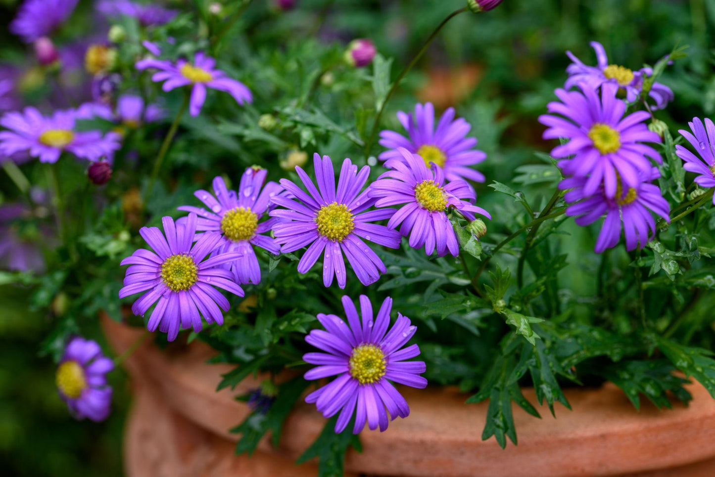 Brachyscome ‘Fresco Purple’ (Swan River Daisy)