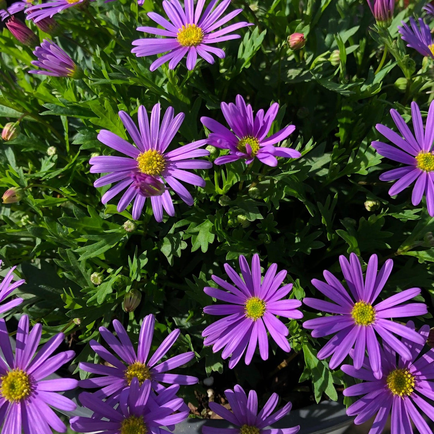Brachyscome ‘Fresco Purple’ (Swan River Daisy)