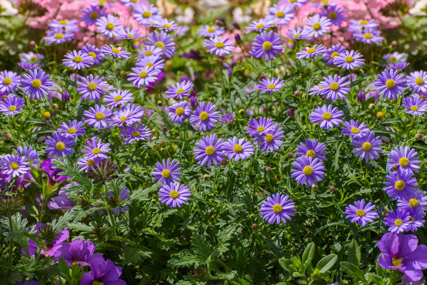 Brachyscome ‘Fresco Purple’ (Swan River Daisy)