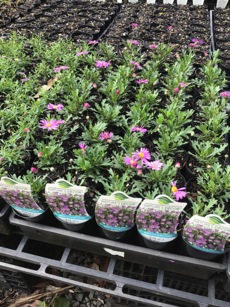 Brachyscome ‘Fresco Purple’ (Swan River Daisy)