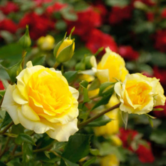 Rosa ‘Freisia’ (Floribunda Rose) Standards