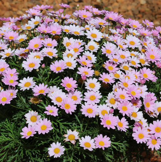 Argyranthemum Frutescens 'Lolly' (Lolly Marguerite Daisy)