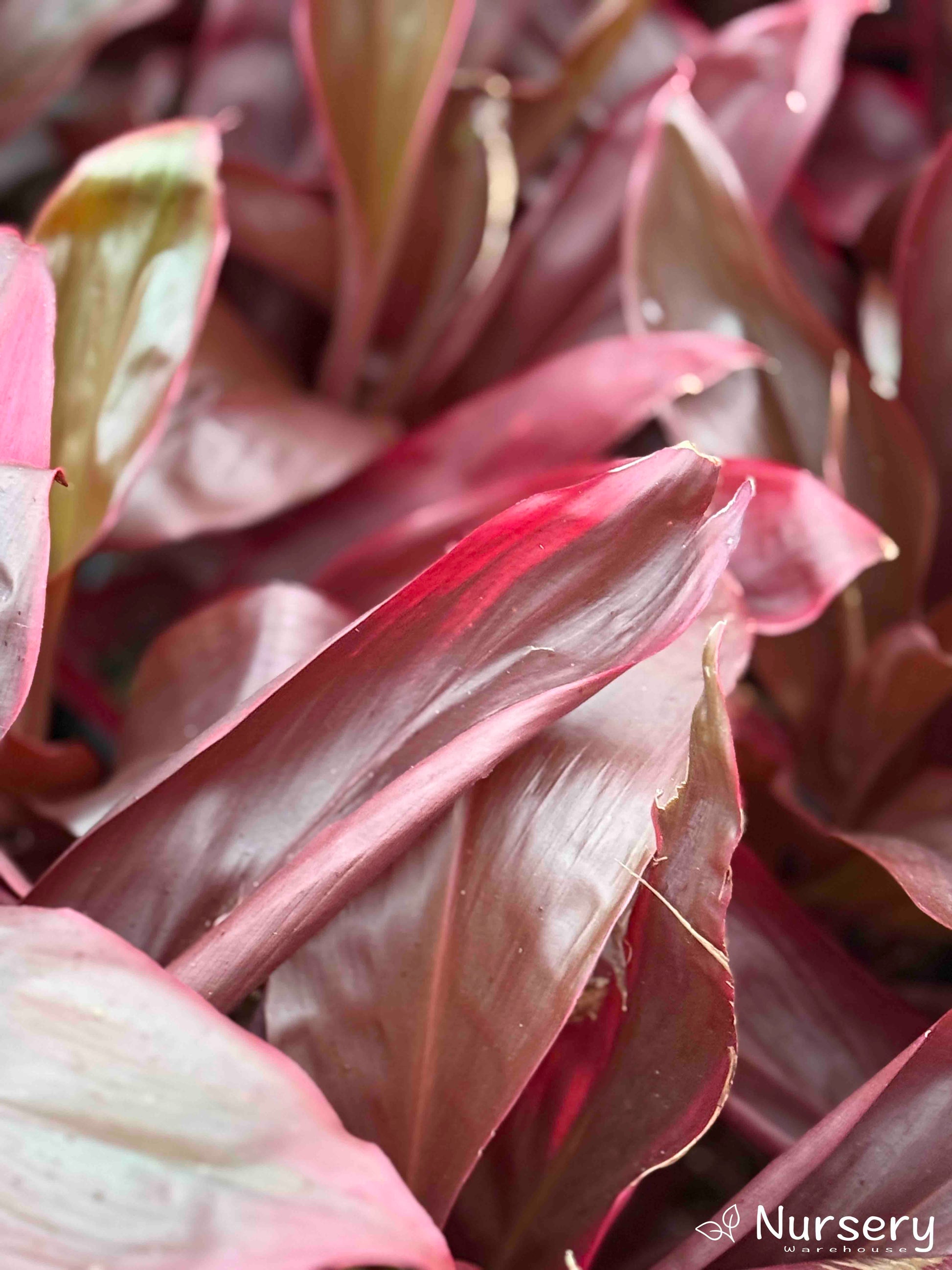 Close-up of Cordyline Fruticosa Rubra (Cordyline) leaves, highlighting their deep red and green colours.