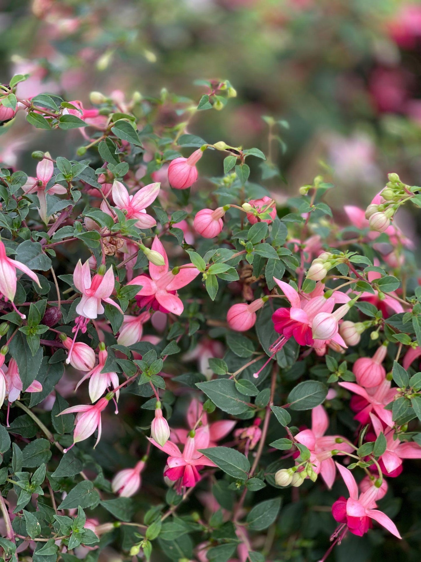 Fuchsia ‘Bella Double Brandy’ (Fuchsia Bella Double Brandy)