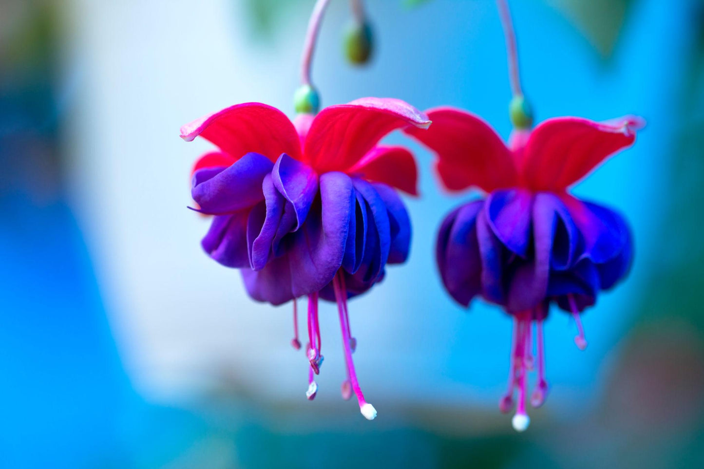 Fuchsia ‘Bella Double Brandy’ (Fuchsia Bella Double Brandy)
