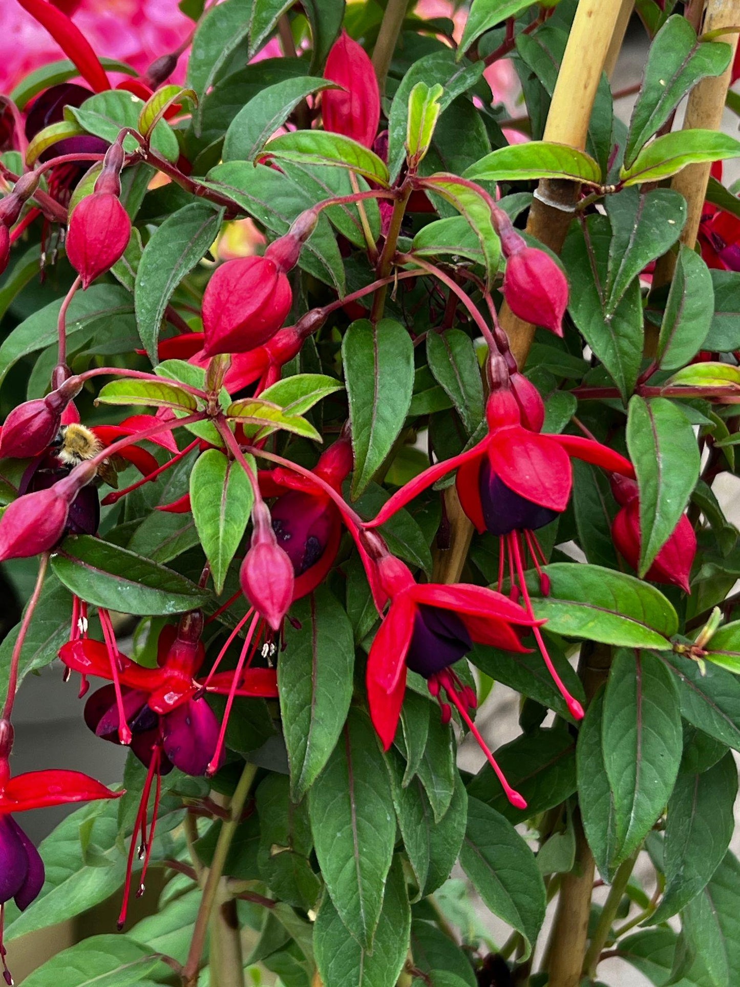 Fuchsia ‘Bella Double Brandy’ (Fuchsia Bella Double Brandy)