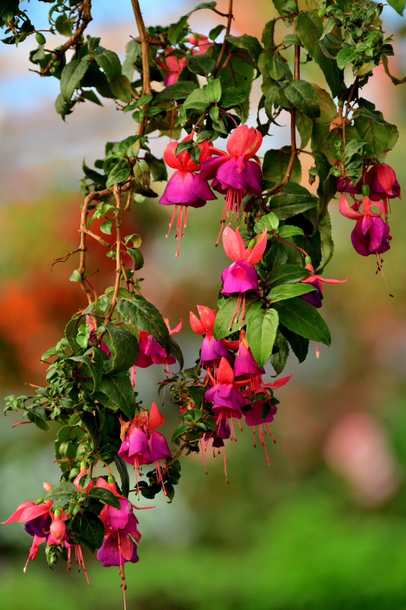 Fuchsia ‘Bella Double Tia’ (Fuchsia Bella Double Tia)