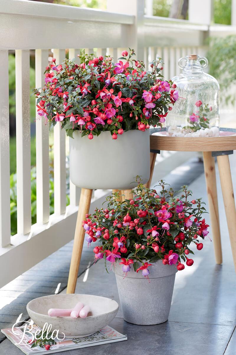 Fuchsia ‘Bella Double Tia’ (Fuchsia Bella Double Tia)
