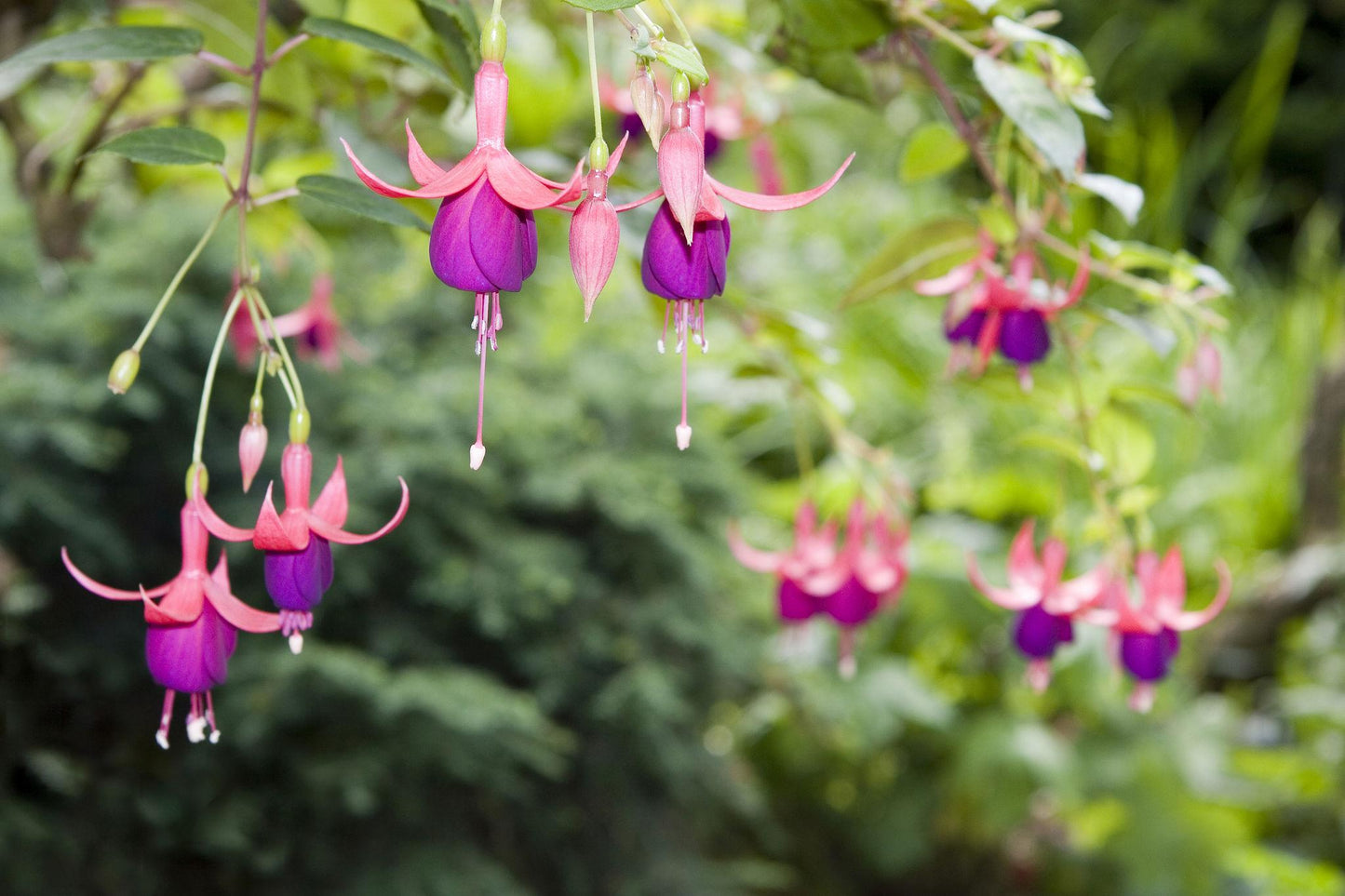 Fuchsia ‘Bella Double Tia’ (Fuchsia Bella Double Tia)