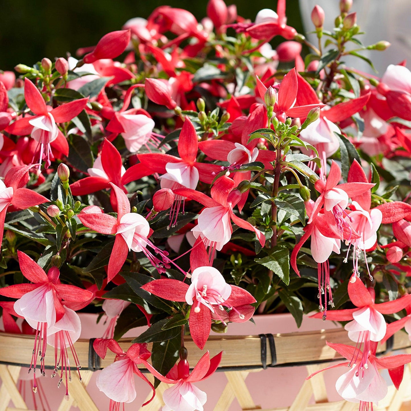 Fuchsia ‘Bella Evita’ (Bella Evita Fuchsia)