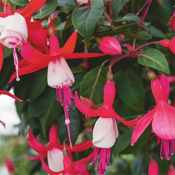 Fuchsia ‘Bella Evita’ (Bella Evita Fuchsia)