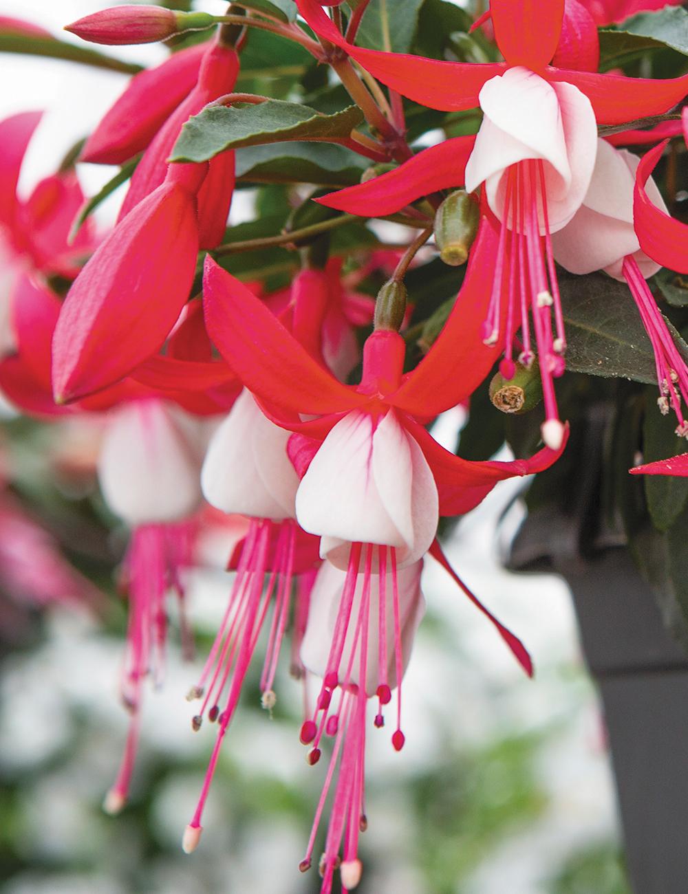 Fuchsia ‘Bella Evita’ (Bella Evita Fuchsia)