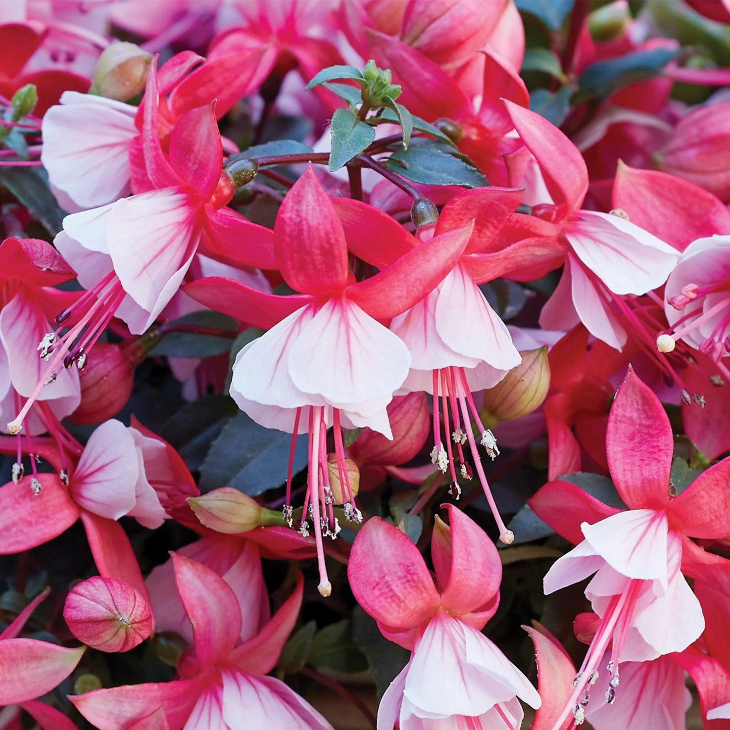 Fuchsia ‘Bella Hilda’ (Bella Hilda Fuchsia)
