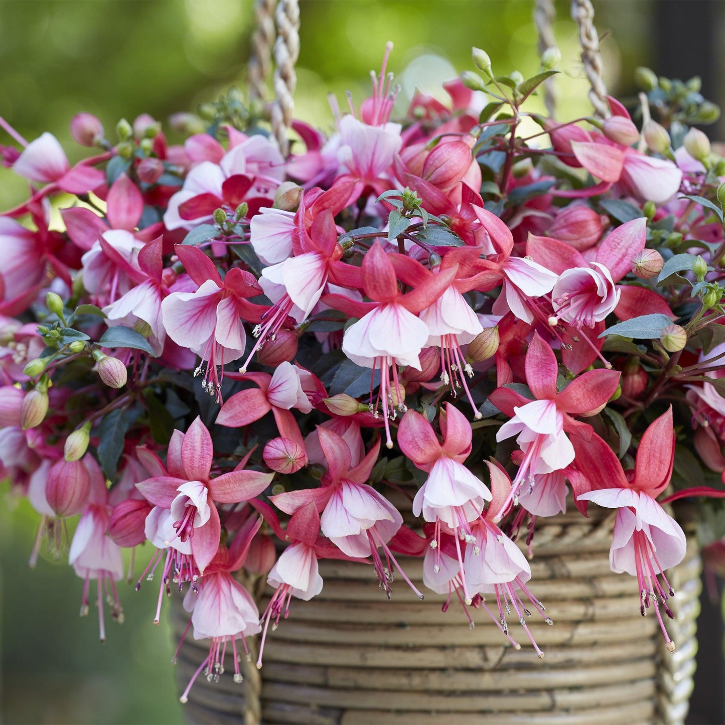 Fuchsia ‘Bella Hilda’ (Bella Hilda Fuchsia)
