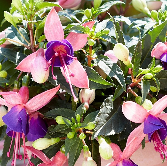 Fuchsia ‘Bella Mariska’ (Bella Mariska Fuchsia)