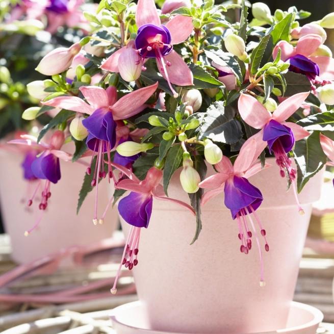 Fuchsia ‘Bella Mariska’ (Bella Mariska Fuchsia)