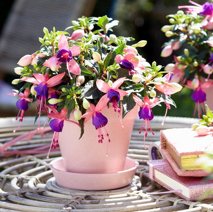 Fuchsia ‘Bella Mariska’ (Bella Mariska Fuchsia)