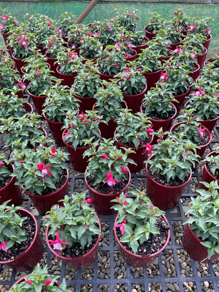Fuchsia ‘Bella Nikita’