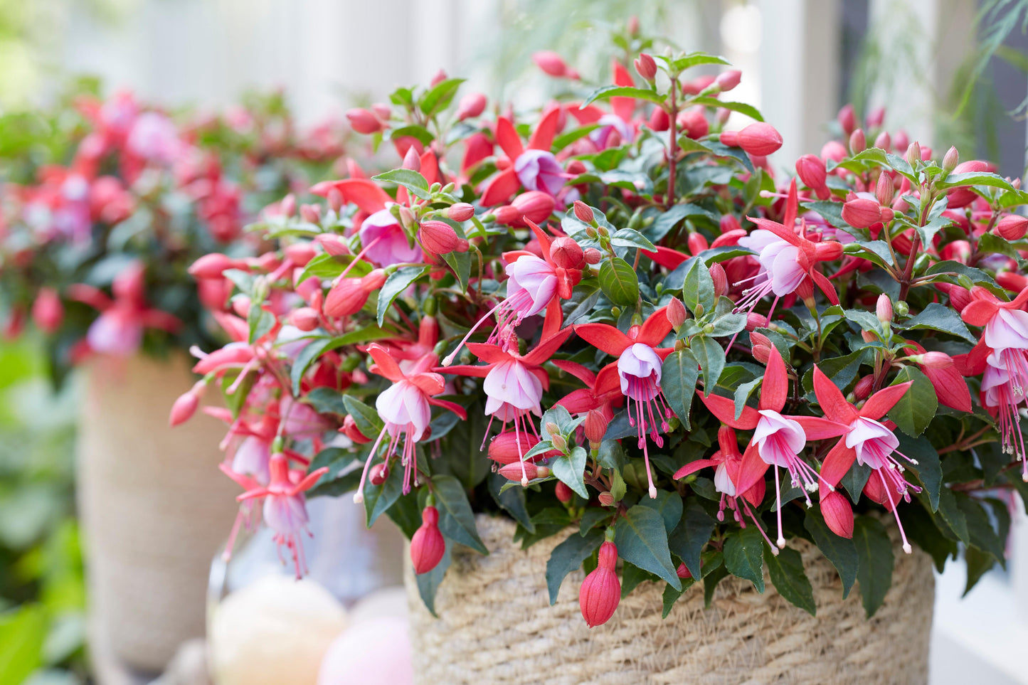 Fuchsia ‘Bella Nikita’