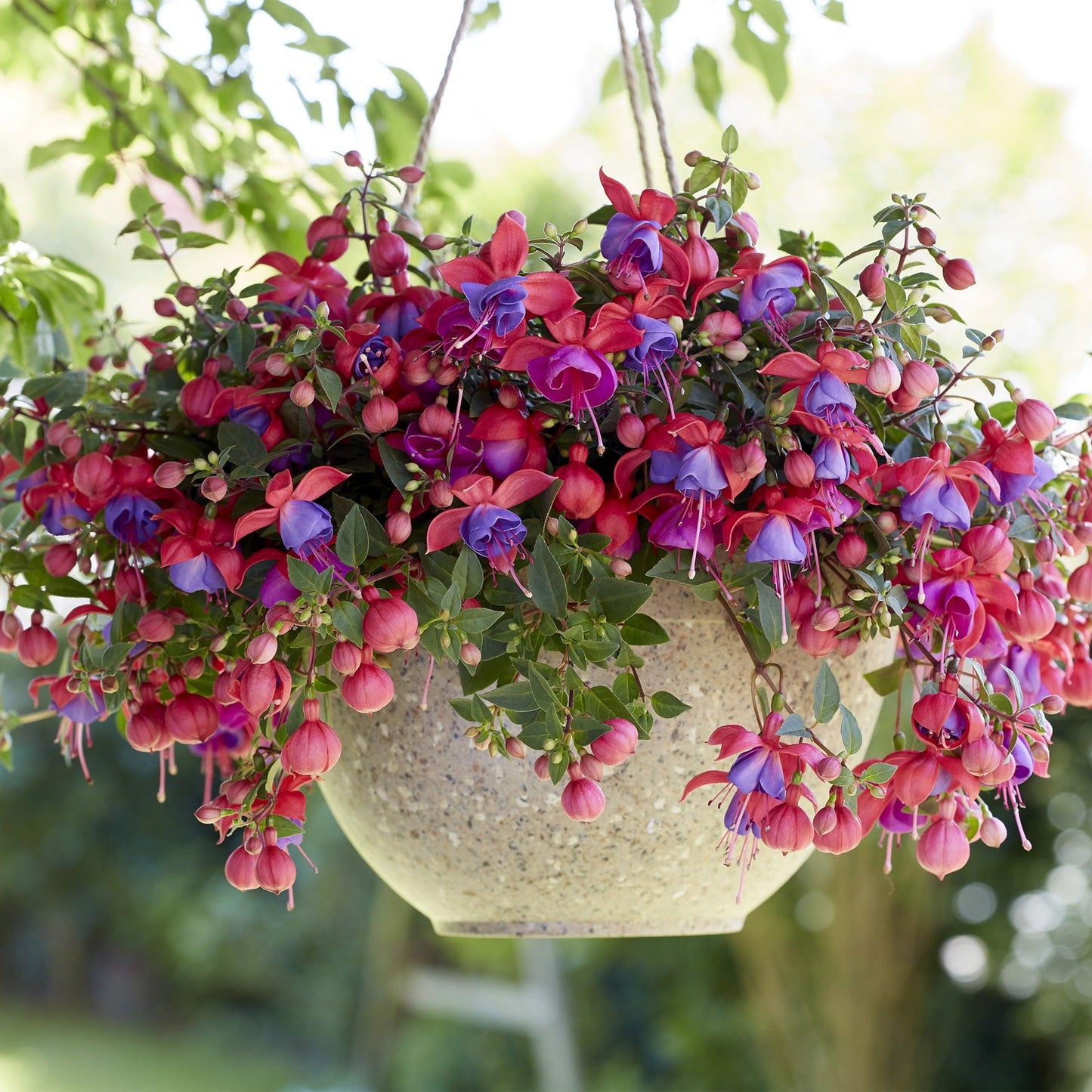 Fuchsia ‘Bella Vera’ (Fuchsia Bella Vera)