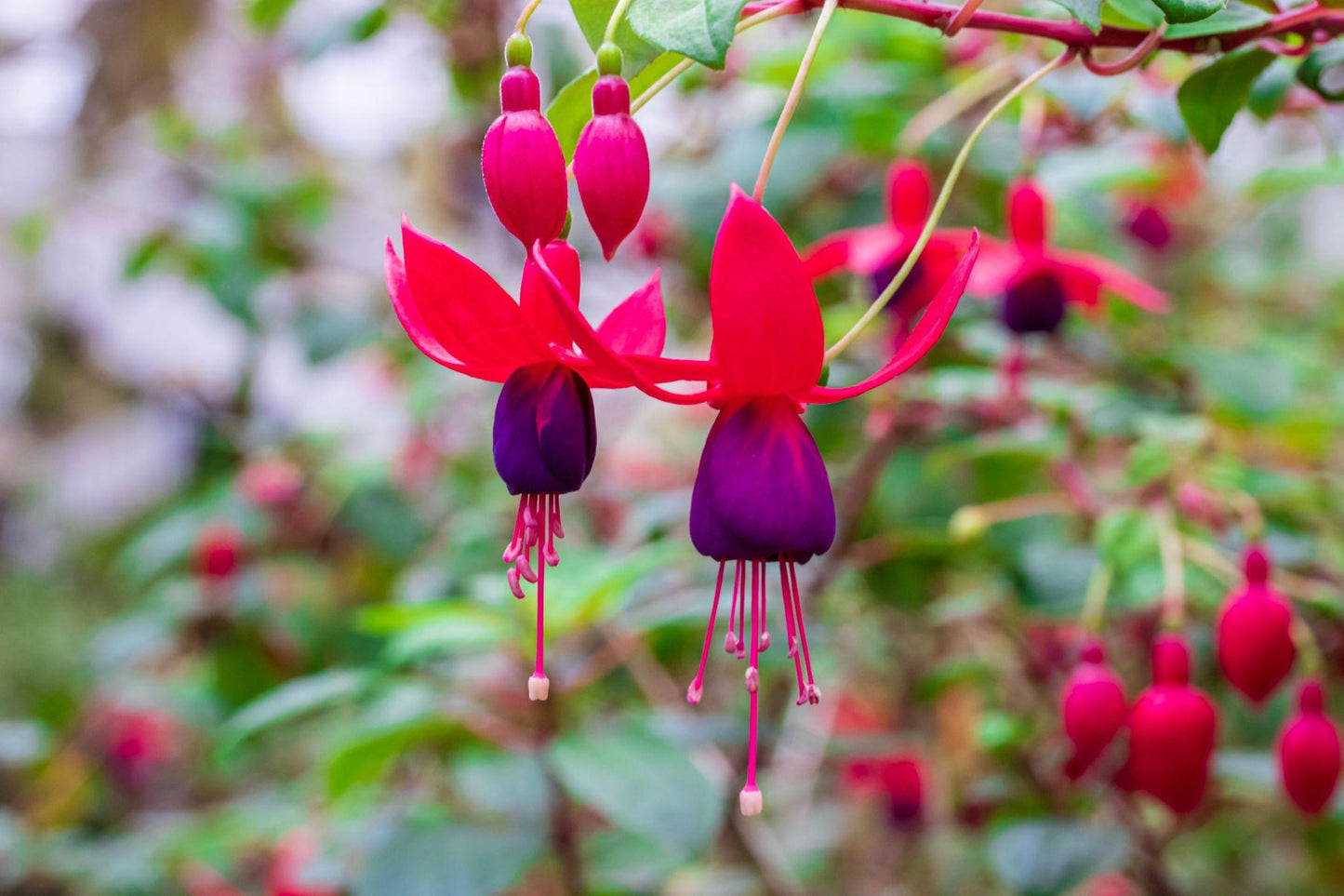 Fuchsia ‘Bella Vera’ (Fuchsia Bella Vera)