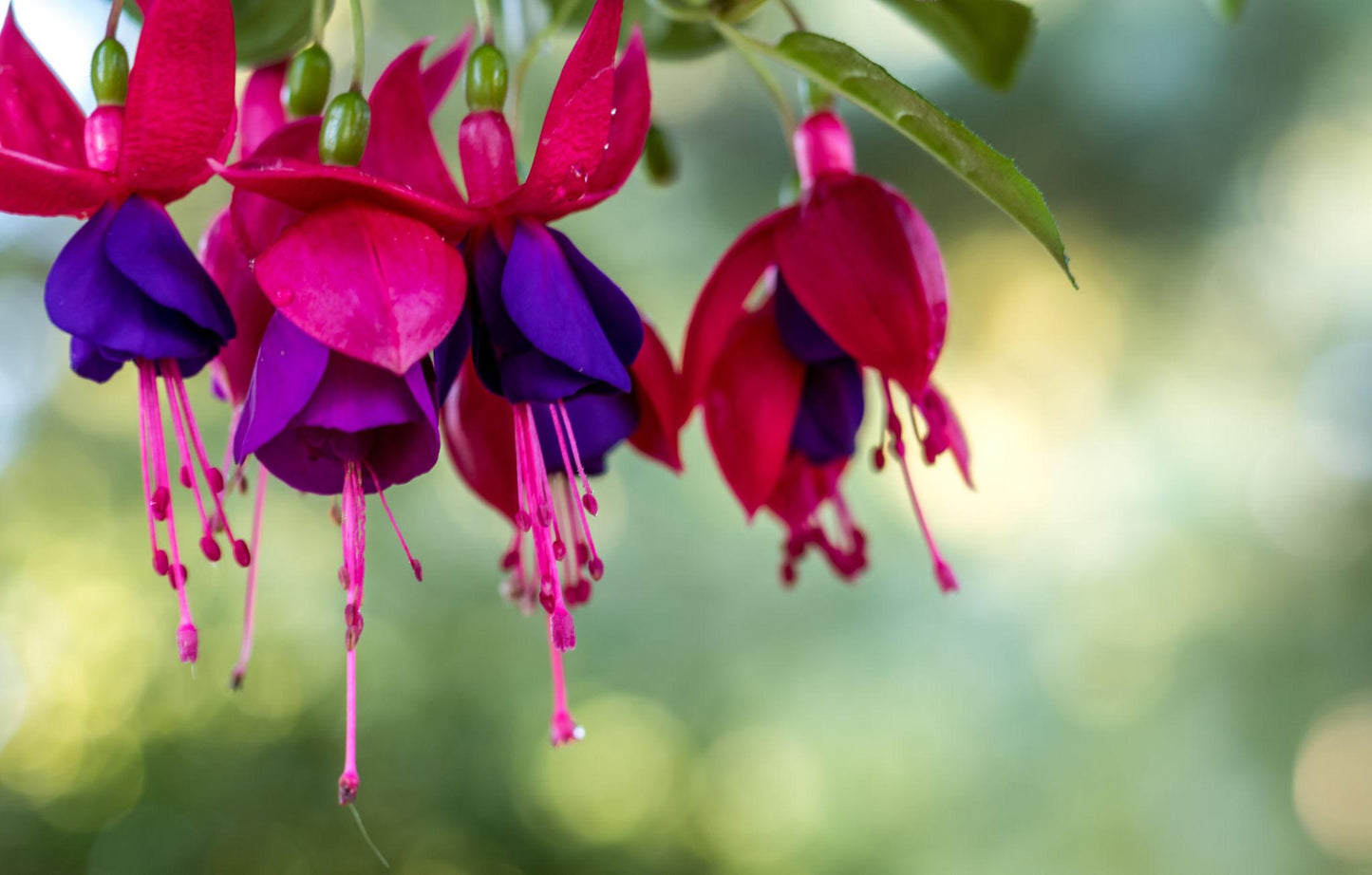 Fuchsia ‘Bella Vera’ (Fuchsia Bella Vera)