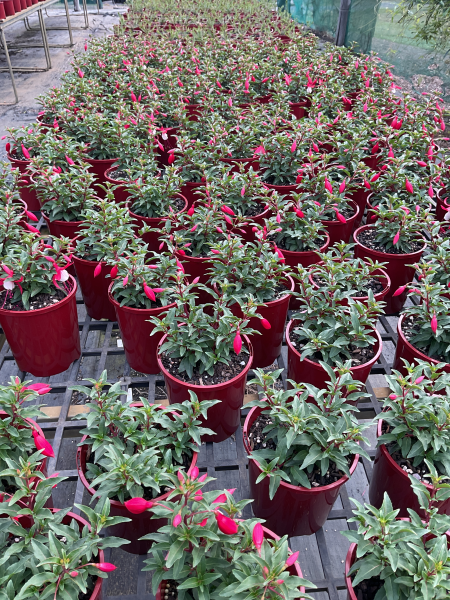 Fuchsia ‘Bella Evita’ (Bella Evita Fuchsia)