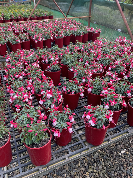 Fuchsia ‘Bella Hilda’ (Bella Hilda Fuchsia)