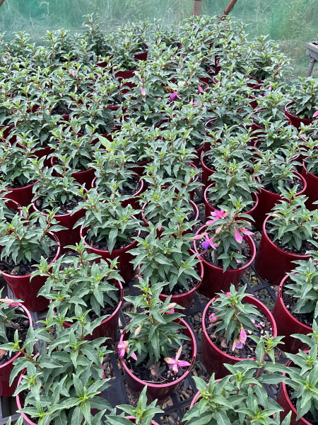 Fuchsia ‘Bella Mariska’ (Bella Mariska Fuchsia)