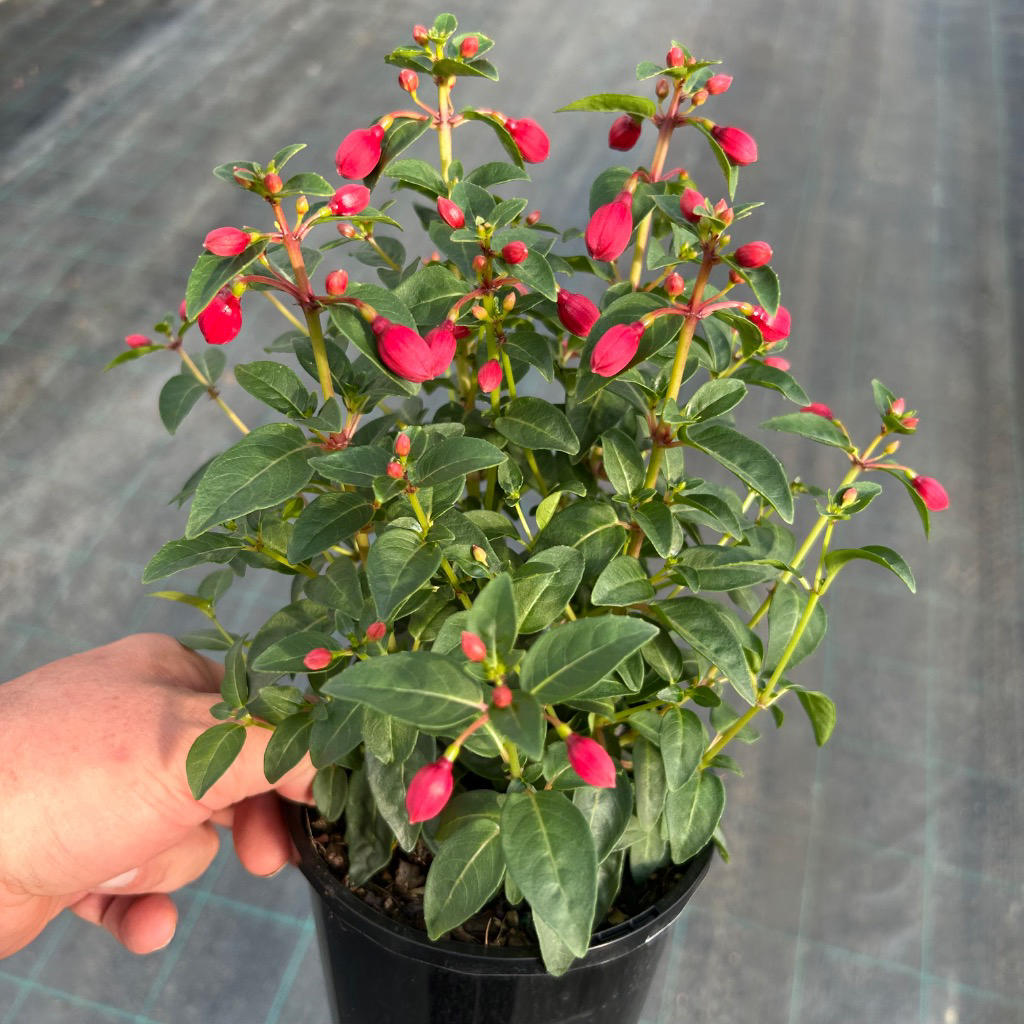 Fuchsia ‘Bella Vera’ (Fuchsia Bella Vera)