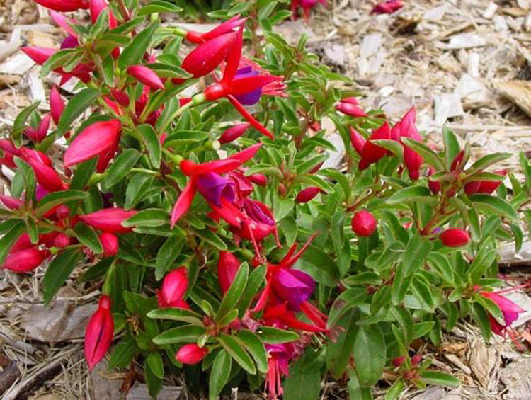 Fuchsia ‘Electric Lights’ (Electric Lights Fuchsia)