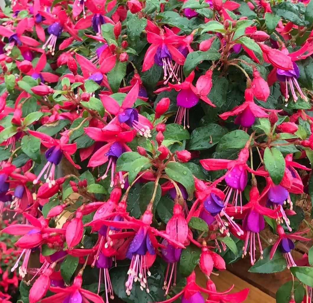 Fuchsia ‘Electric Lights’ (Electric Lights Fuchsia)