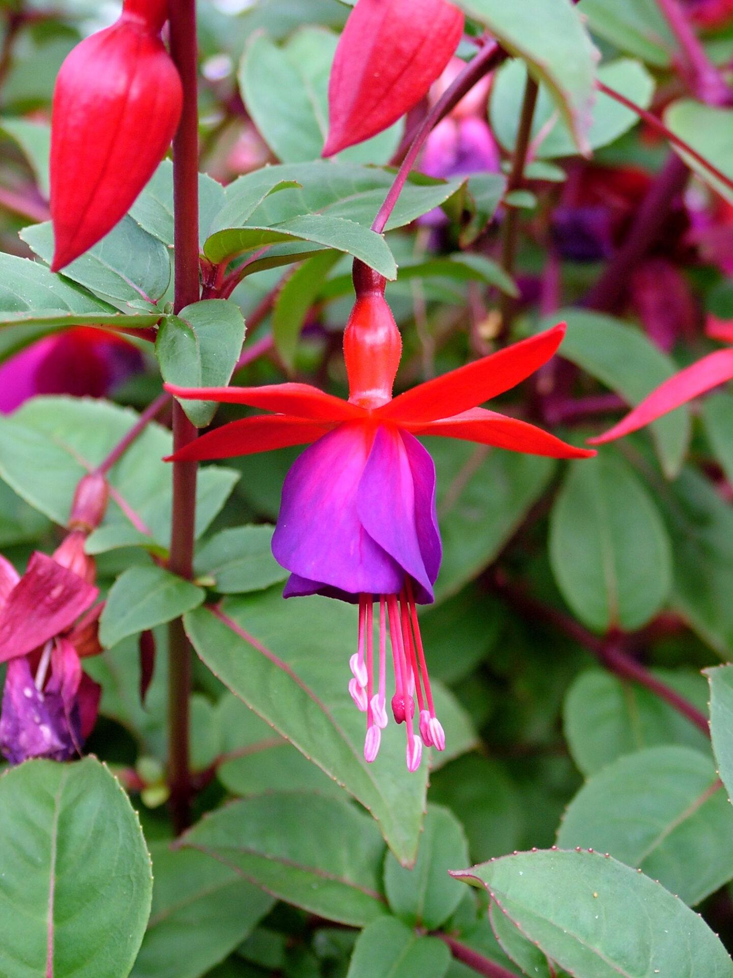 Fuchsia ‘Electric Lights’ (Electric Lights Fuchsia)