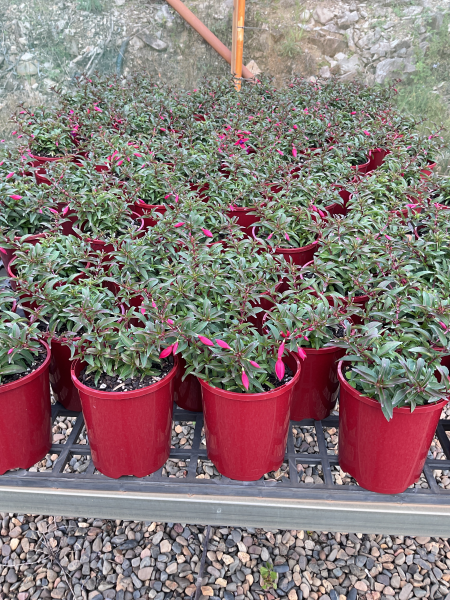 Fuchsia ‘Electric Lights’ (Electric Lights Fuchsia)