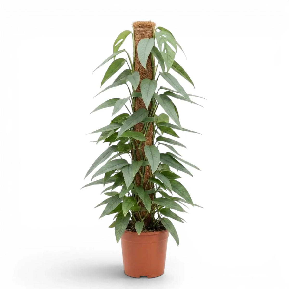 Epipremnum Pinnatum ‘Cebu Blue’ (Cebu Blue Pothos)