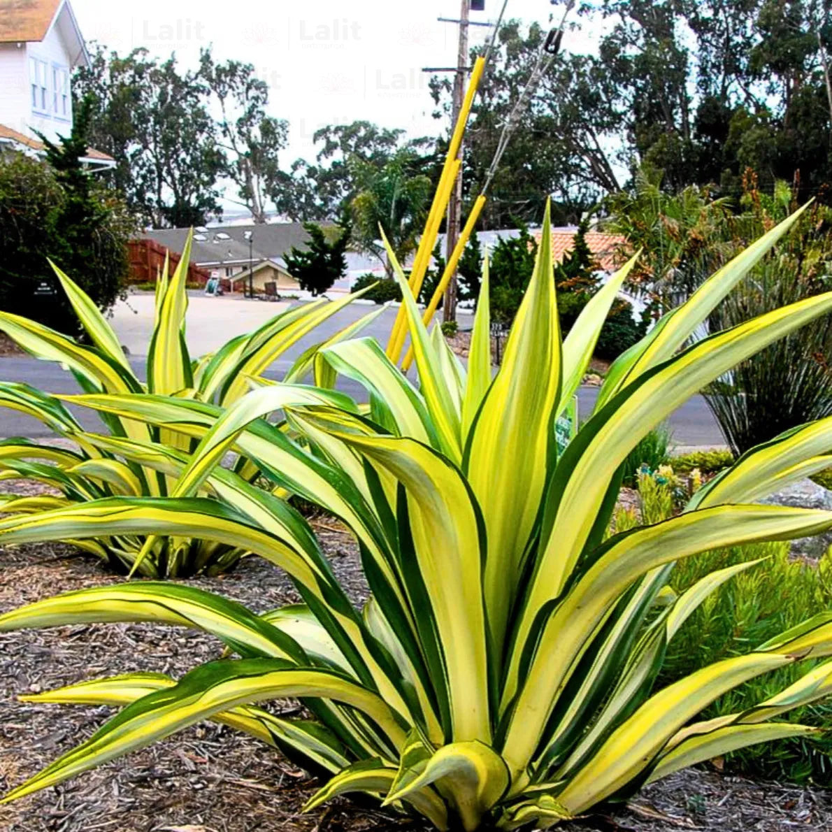 Furcraea Foetida 'Variegata' (Variegated Mauritius Hemp)
