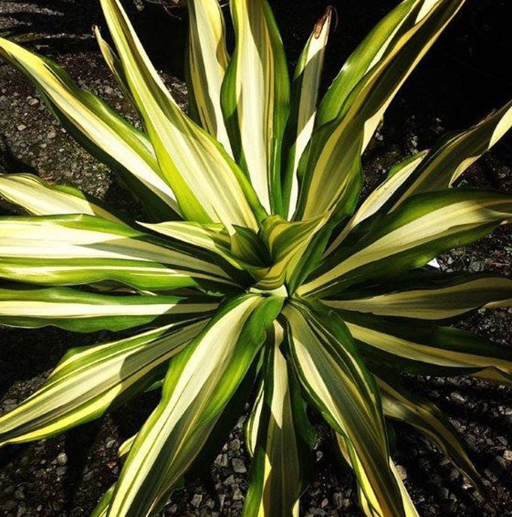 Furcraea Foetida 'Variegata' (Variegated Mauritius Hemp)