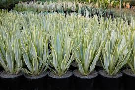 Furcraea Foetida 'Variegata' (Variegated Mauritius Hemp)