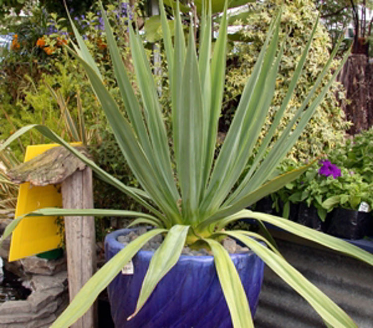 Furcraea Parmentieri (Century Furcraea)