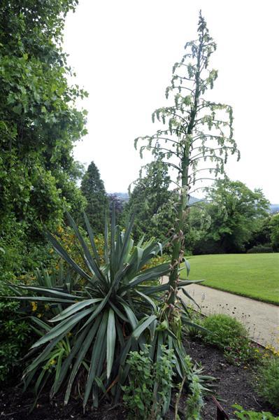 Furcraea Parmentieri (Century Furcraea)