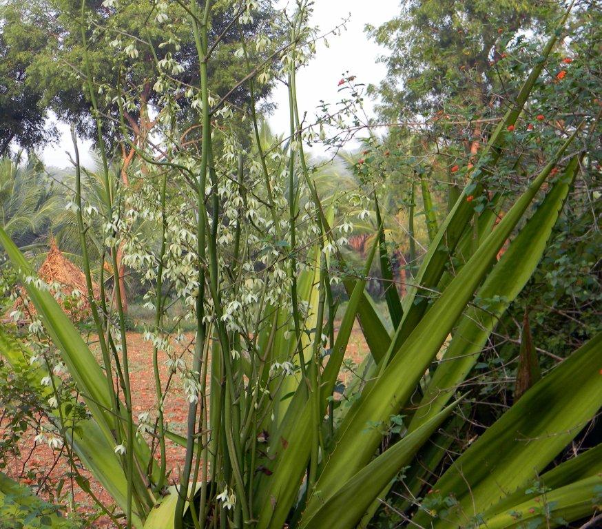 Furcraea Foetida (Mauritius Hemp)