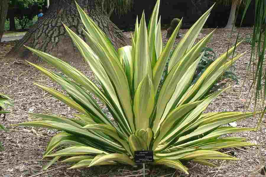 Furcraea Foetida (Mauritius Hemp)